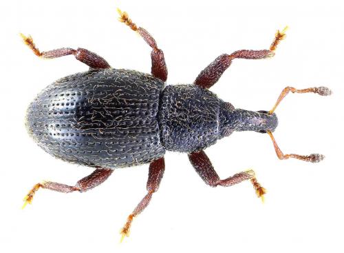 Leiosoma devillei